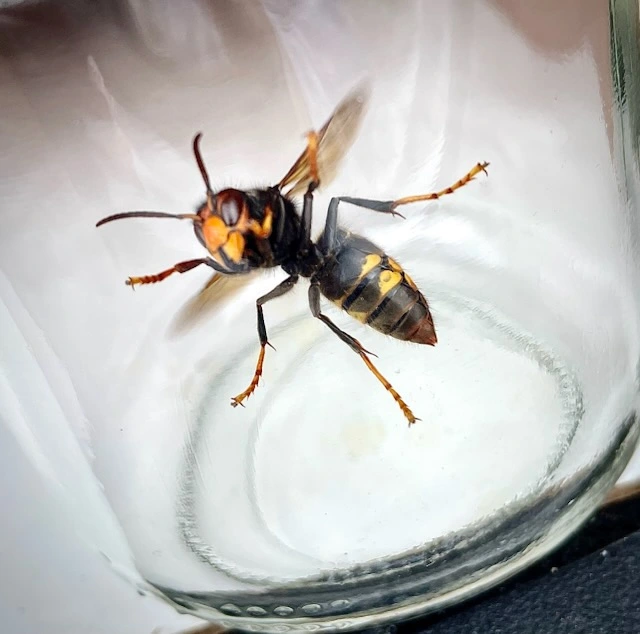 Voici un frelon asiatique