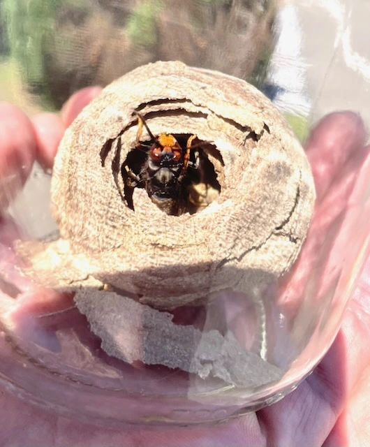 Un frelon asiatique dans son nid